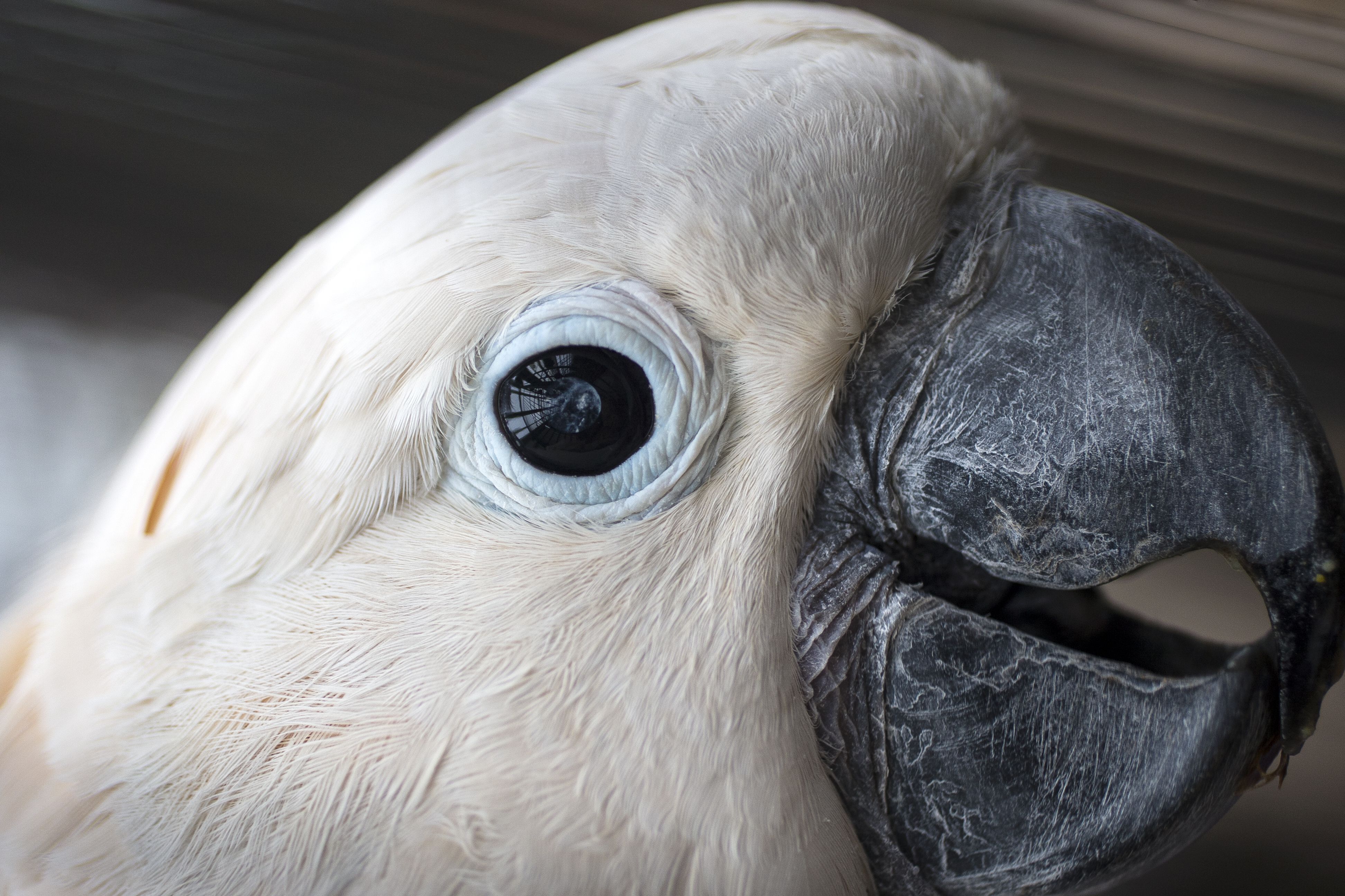 Cacatua moluccensis