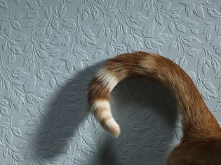 如何阻止猫攻击自己的尾巴