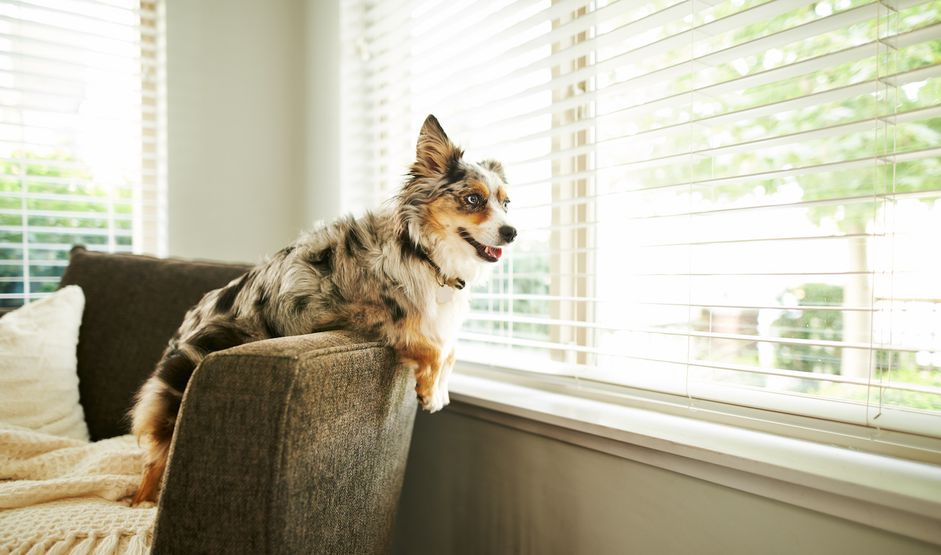 一只小型美国牧羊犬挂在椅子上
