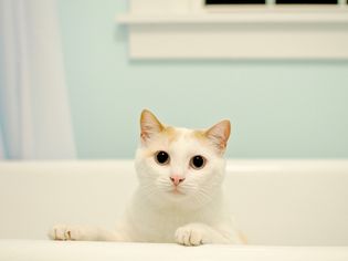 浴缸里的猫