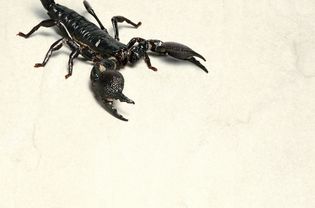 蝎子的高架视图
