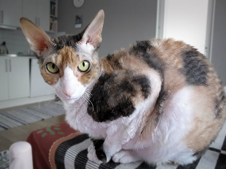 康沃尔雷克斯猫