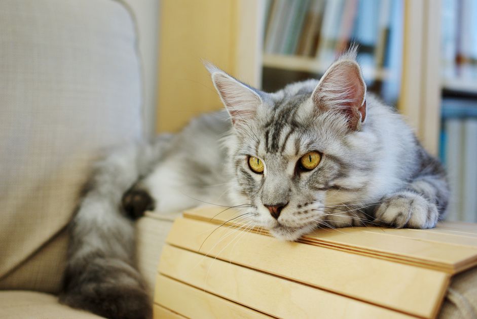 一只缅因猫在椅子扶手上。