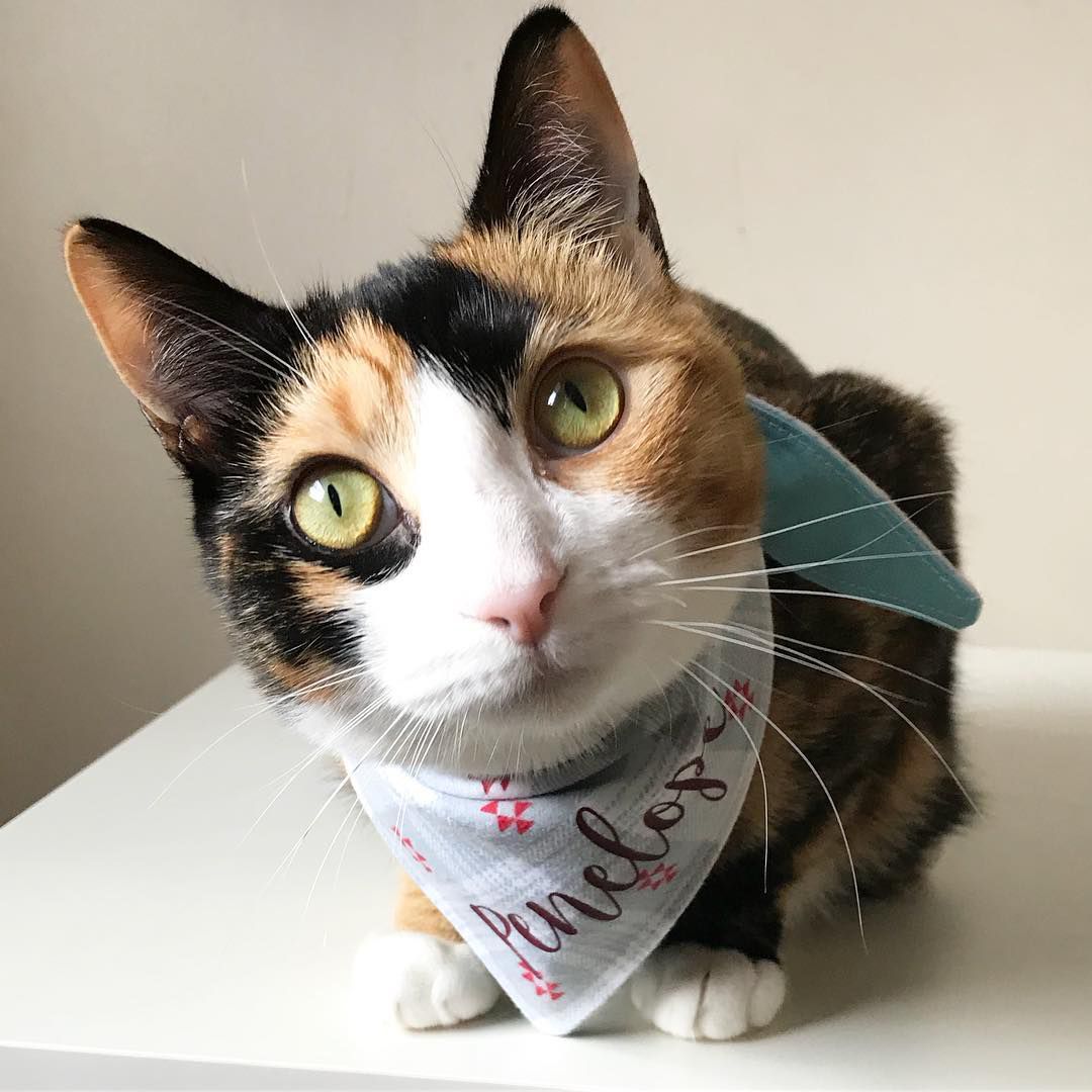 猫猫