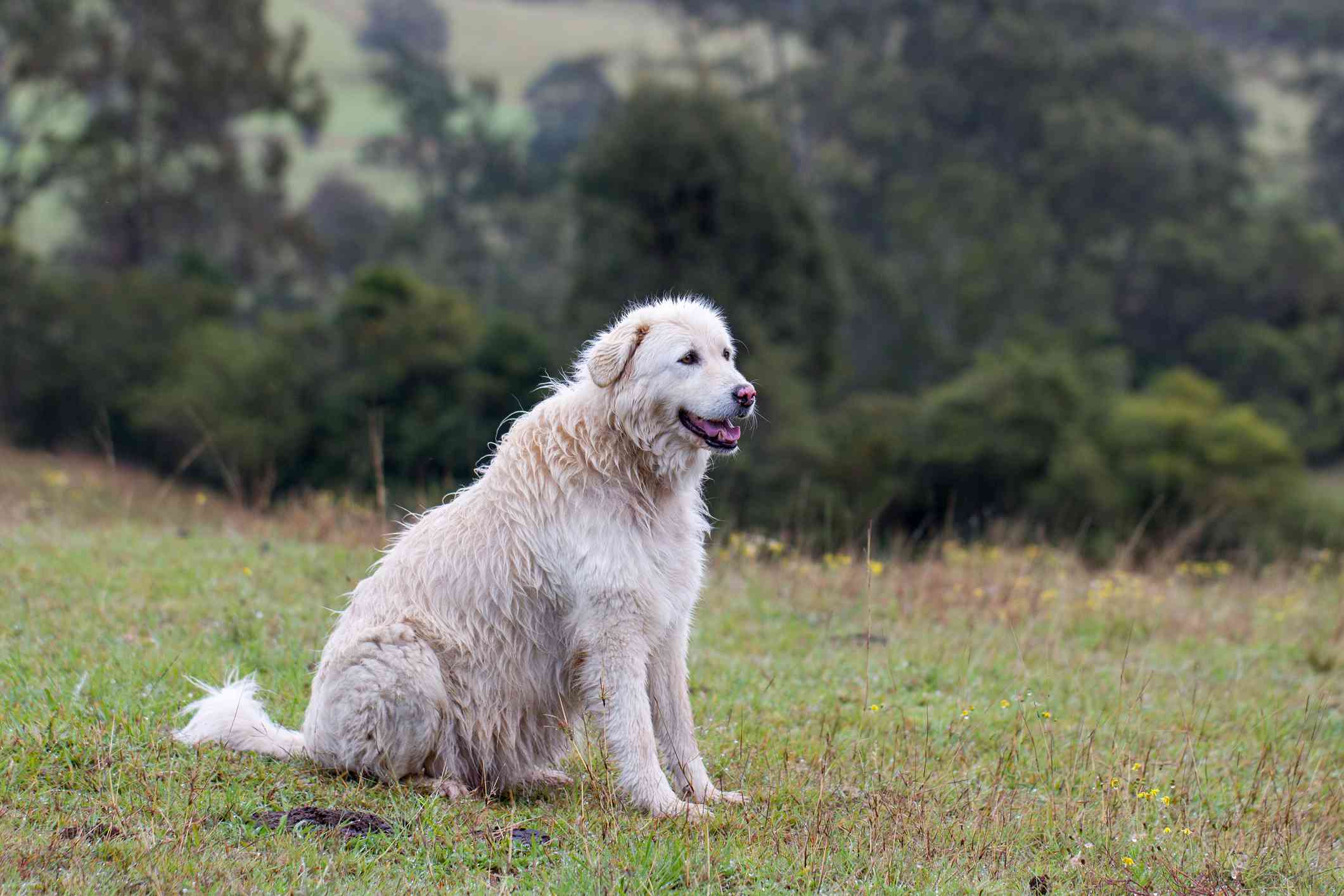 Maremma牧羊犬坐在草地上