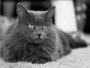 尼伯隆猫