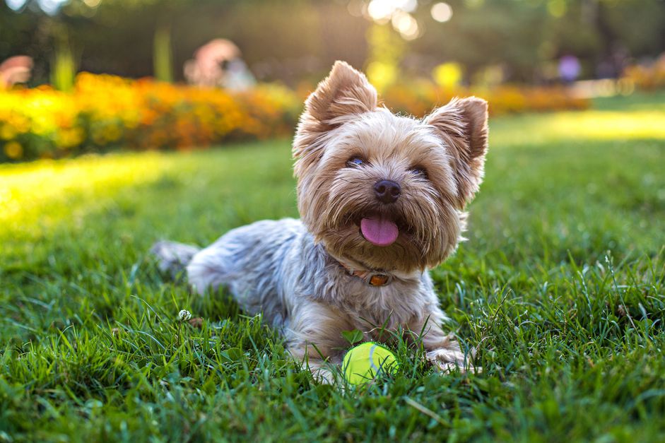 一只坐在草地上的约克郡犬
