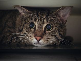 虎斑猫的肖像藏在衣柜下