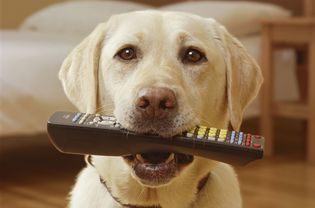 dog with remote