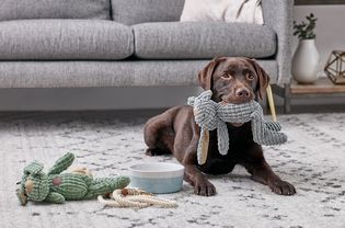 一只拉布拉多寻回犬正在咀嚼毛绒玩具