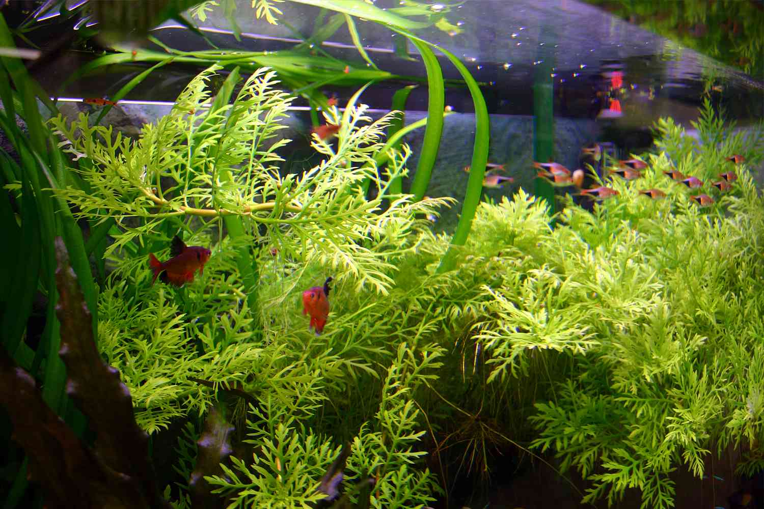 植物植物的植物会改变