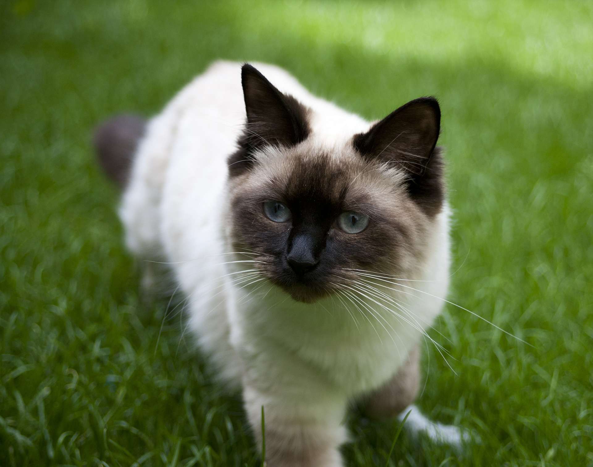 一只棕色布娃娃猫在户外。