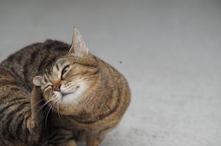 猫把它放在