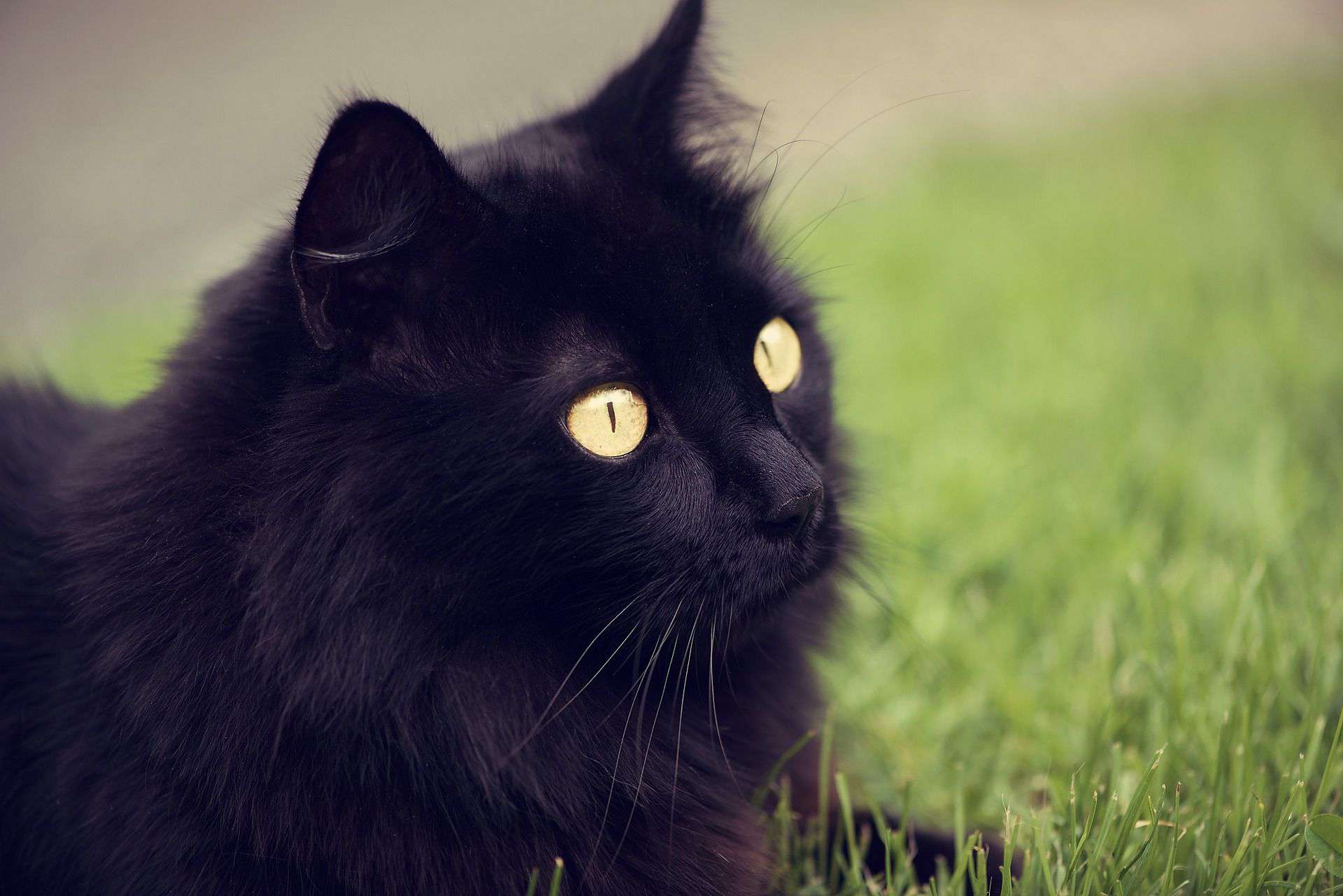 黑色猫