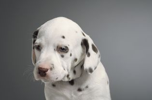 DalmatianFaceResize.jpg