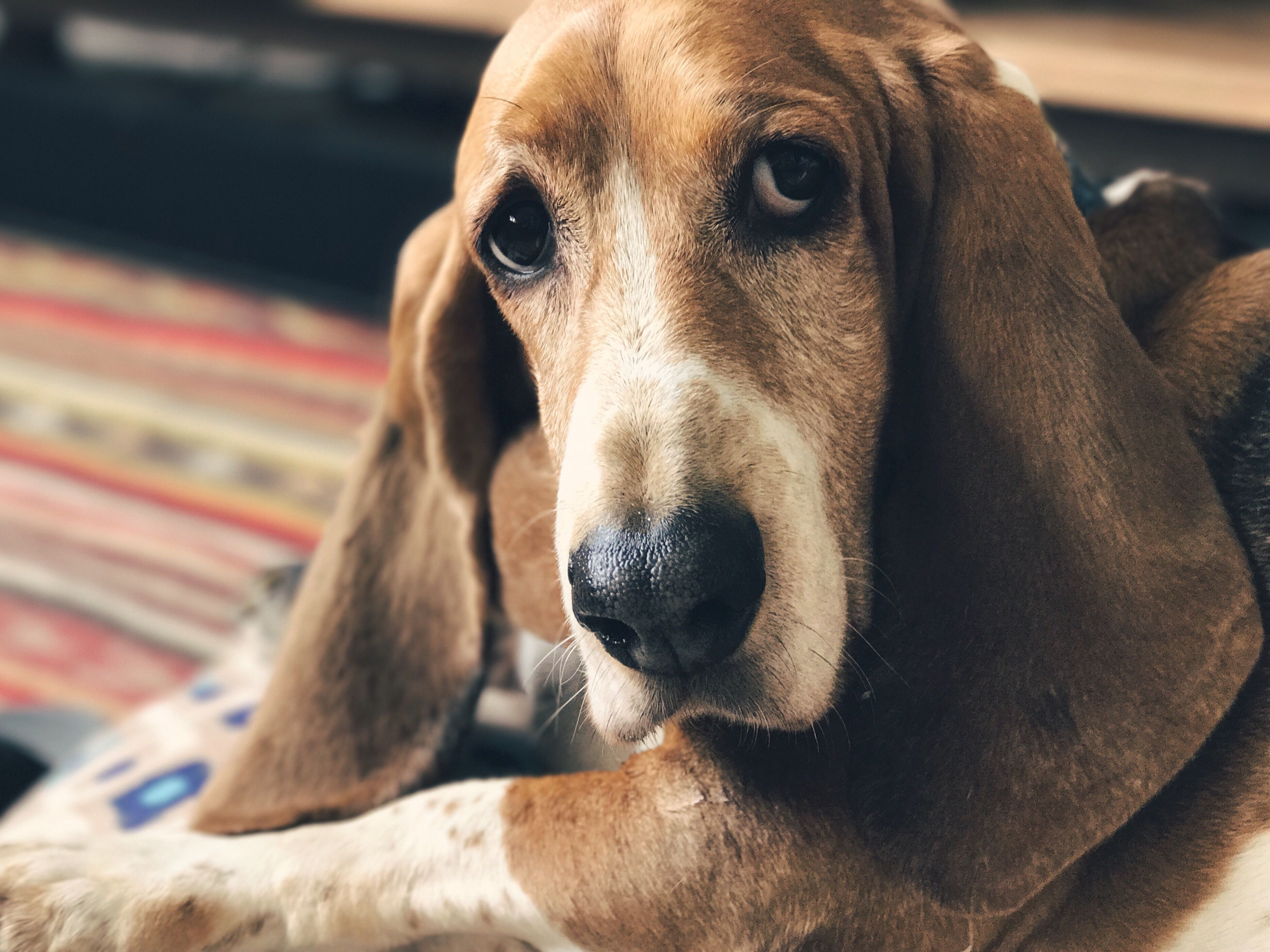 巴吉度猎犬的公寓