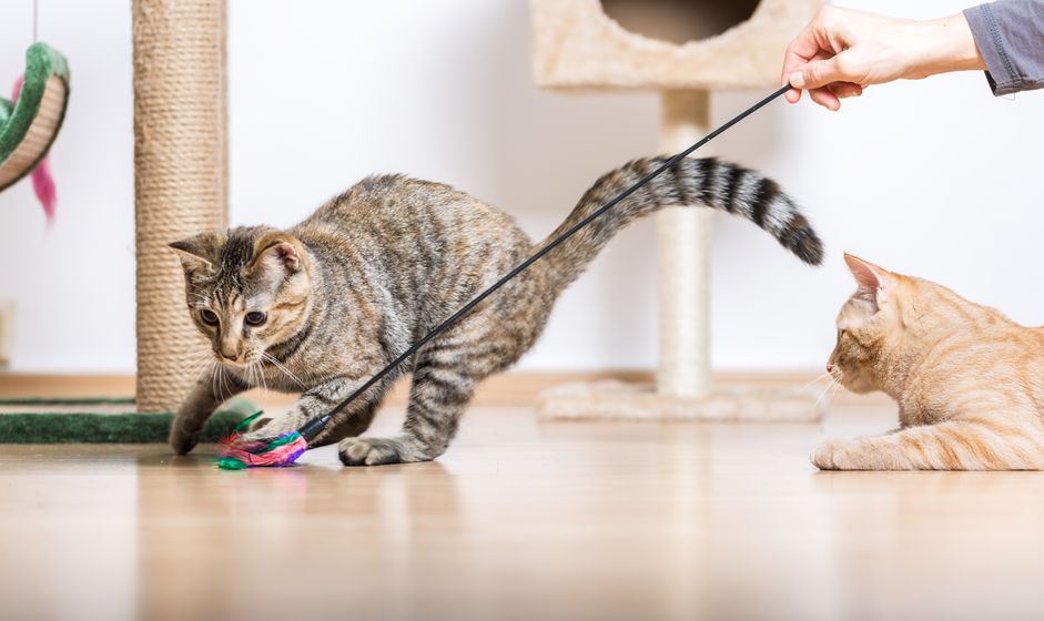 猫在客厅玩耍