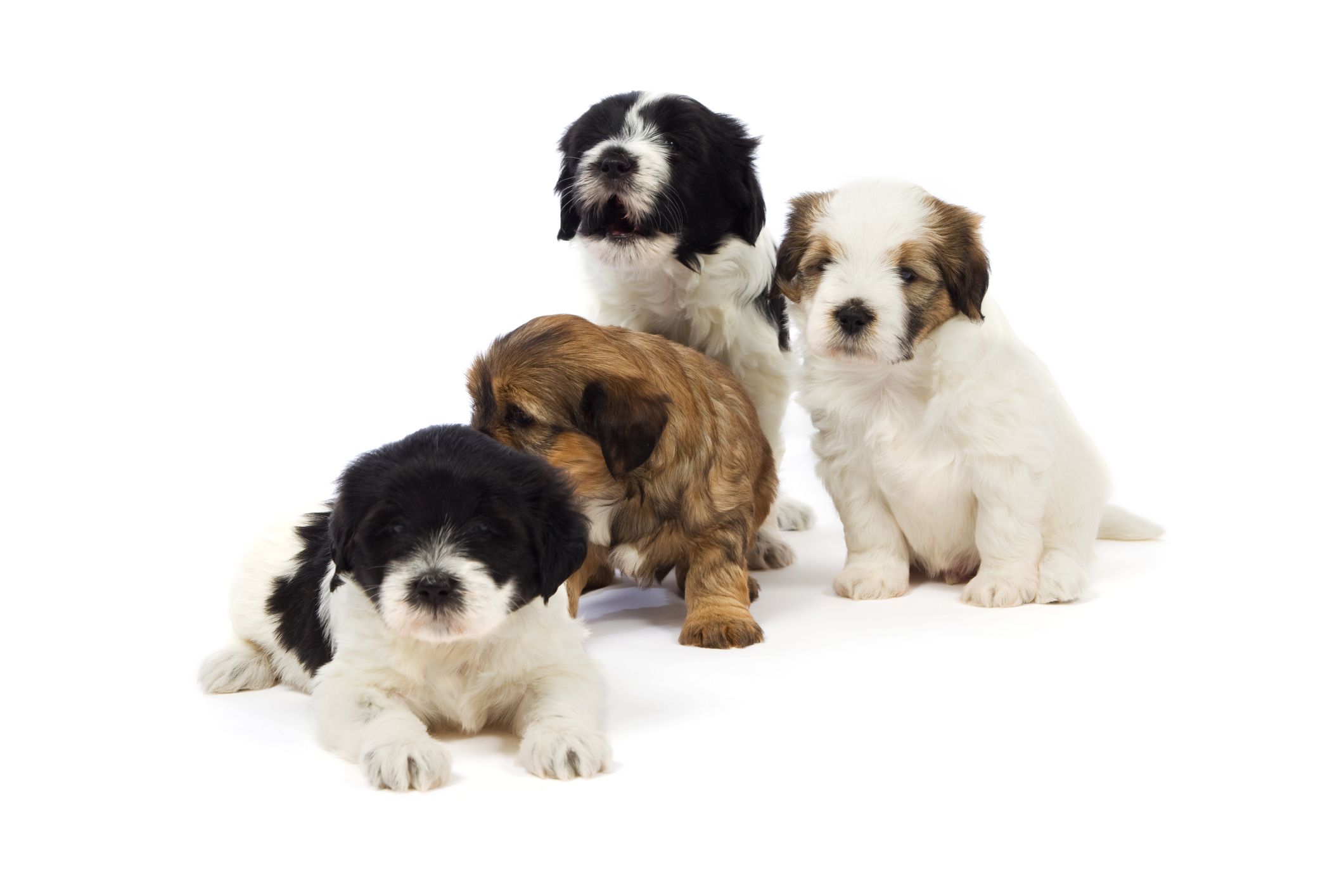 四只西藏梗幼犬
