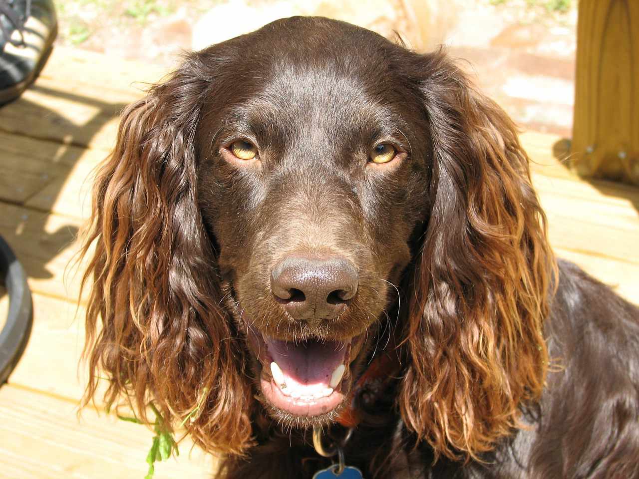 博伊金猎犬坐在外面对着镜头微笑。