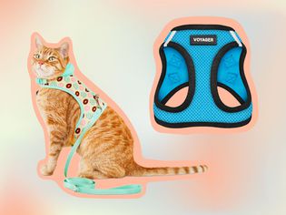 8个最好的猫挽具