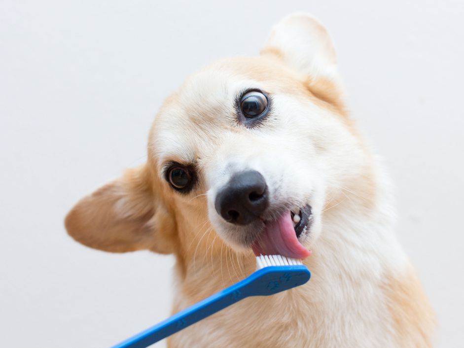 柯基犬刷牙
