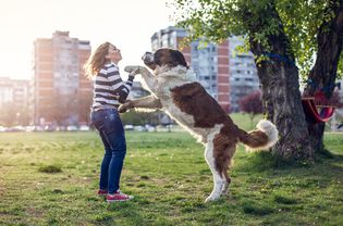 Dog standing