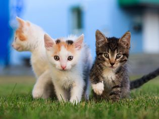 小猫