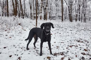 一只狗在雪地里