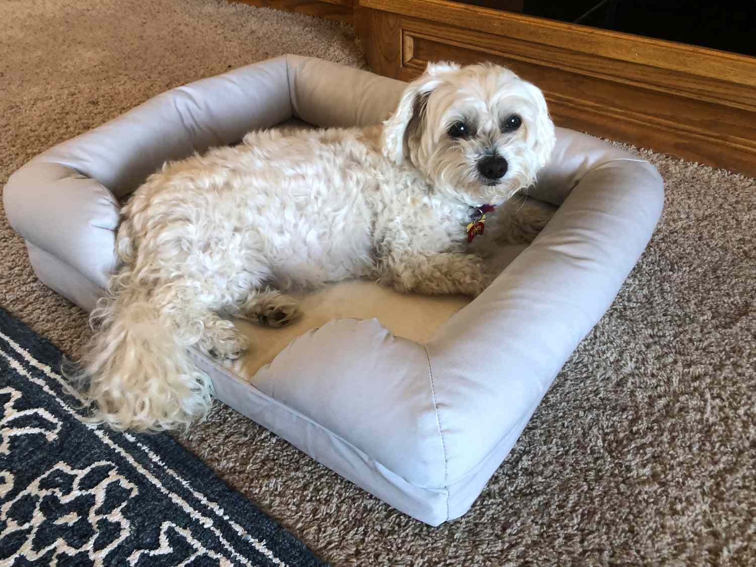 A dog laying down on the Pet Fusion Ultimate Dog Bed