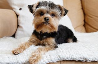 黑棕相间的约克犬坐在白色毯子上