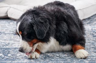伯尔尼山犬舔爪子
