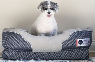 BarksBar舒适睡眠骨科狗床＂width=
