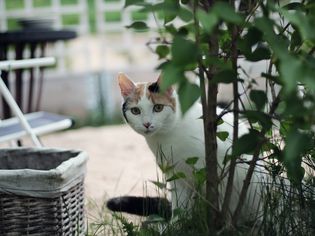 猫坐在户外的肖像