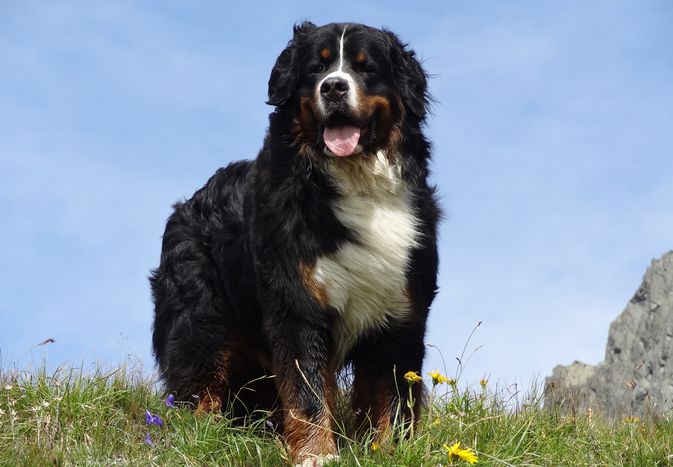 伯尔尼兹山犬