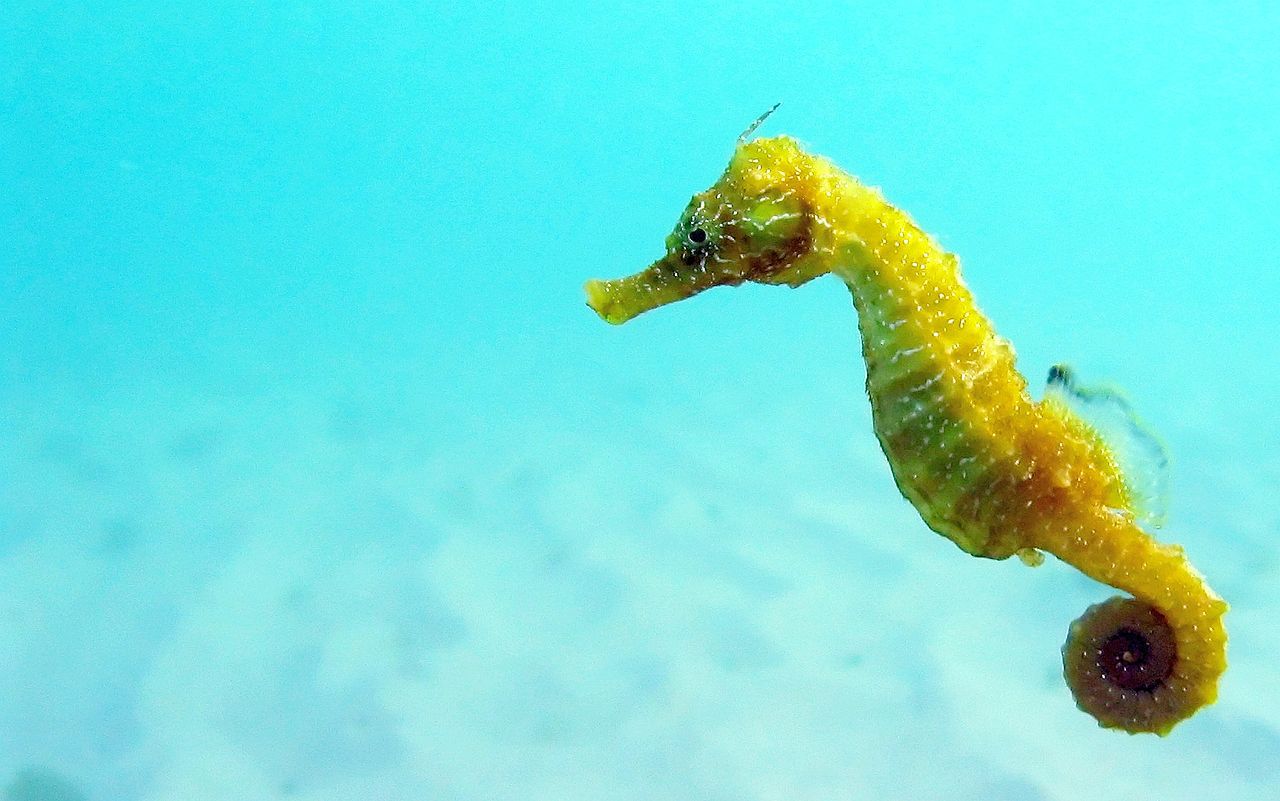 海里8个最可爱的水族馆小动物