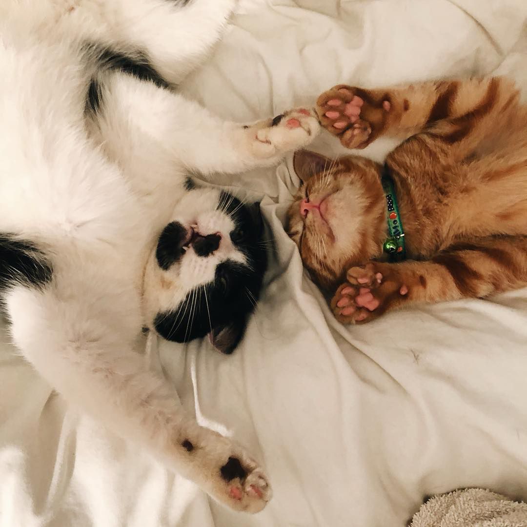 两只猫躺在背上。