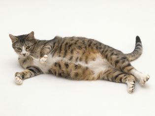 怀孕的虎斑猫侧卧
