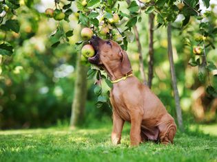 罗得西亚脊背犬小狗