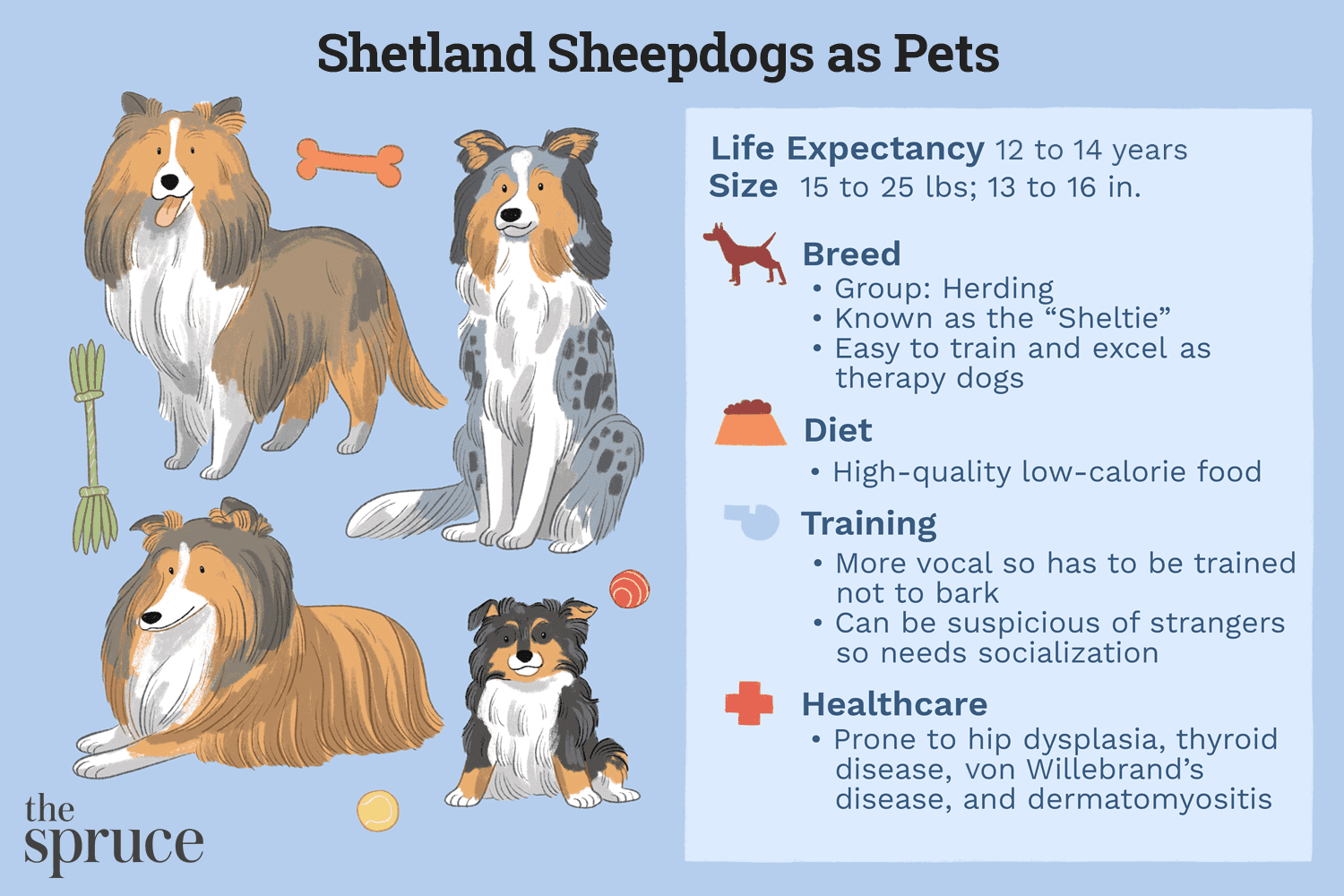 设得兰牧羊犬作为宠物插图