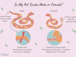 如何辨别蛇的性别