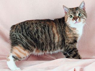 马恩岛猫站立侧面轮廓