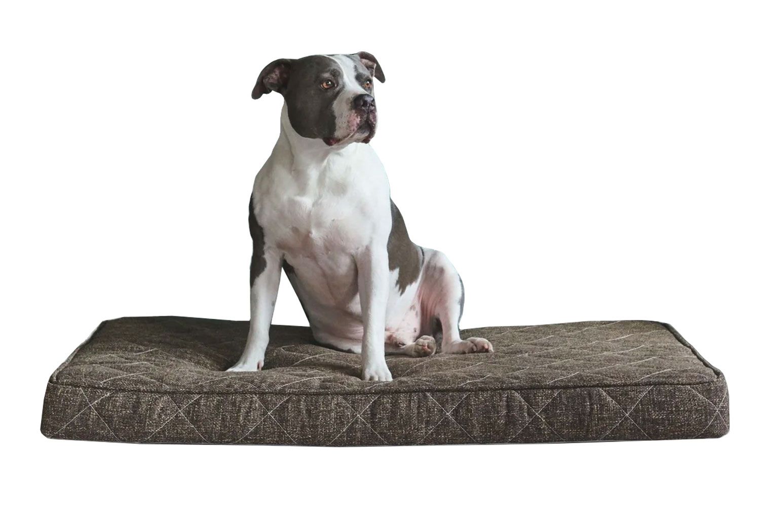 Brentwood home Griffith Pet Bed