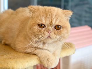 一只异国情调的短毛猫坐在猫树上。