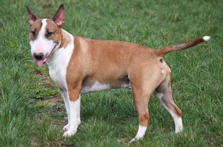 Standing side profile of a Miniature Bull Terrier (MBT)