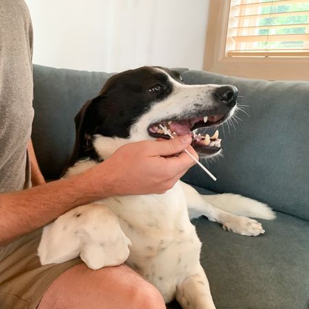 DNAffirm犬种DNA测试