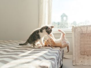 小猫们玩耍和社交