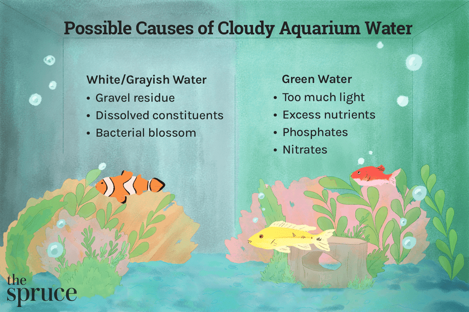 水族箱水混浊的可能原因