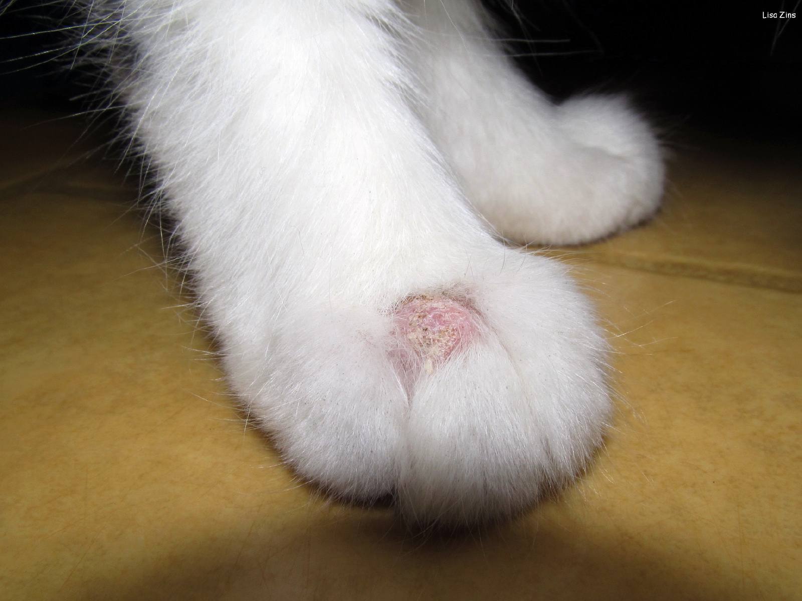 猫前爪上的癣