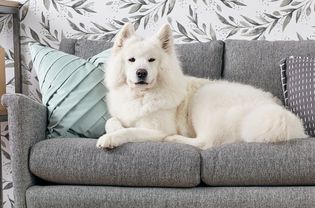 沙发上的萨摩犬