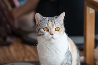 一只美国钢丝毛猫